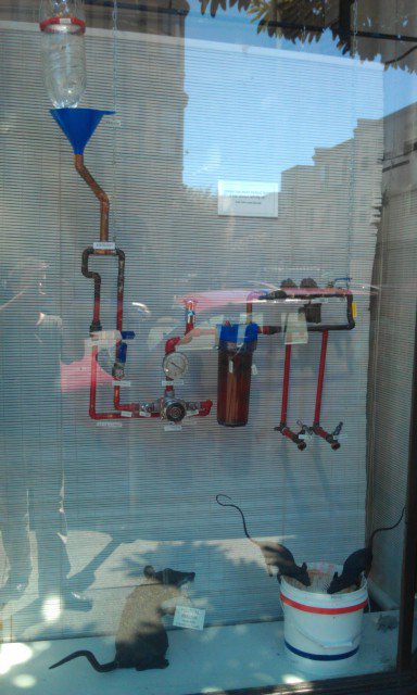 Political Reality hanging in window